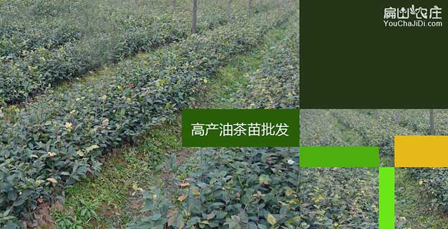 崇左高產油茶苗 崇左高產油茶苗(miáo)