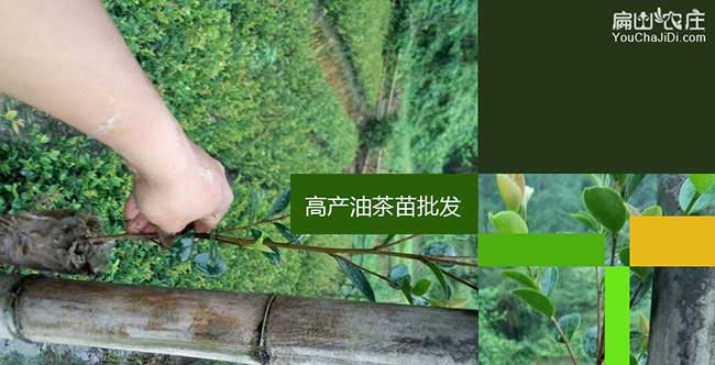 上黃鎮油茶苗的經營方 上黃鎮油(yóu)茶(chá)苗的經營方