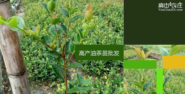 福建閩優油茶樹