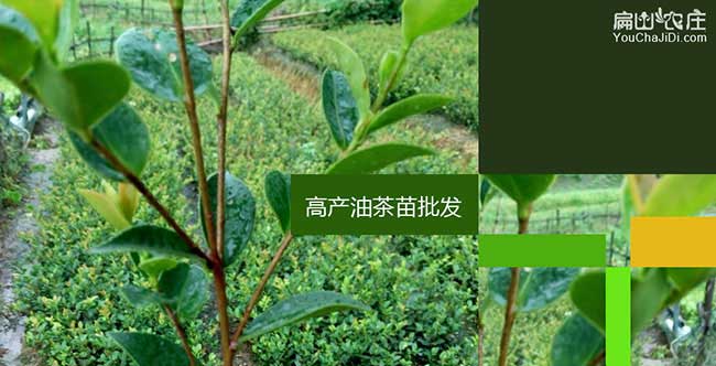 南（nán）嶽茶樹種植