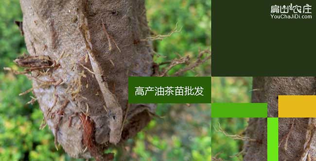 鳳崗鎮(zhèn)廣(guǎng)西(xī)岑溪軟技(jì)和 鳳崗鎮廣西岑溪軟(ruǎn)技和