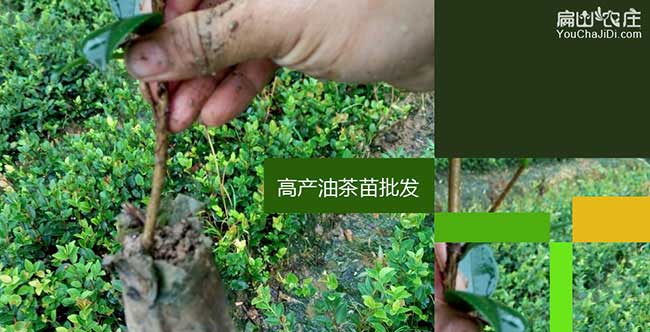 響水一畝茶樹苗(miáo)可以產 響水一畝茶(chá)樹苗可以產