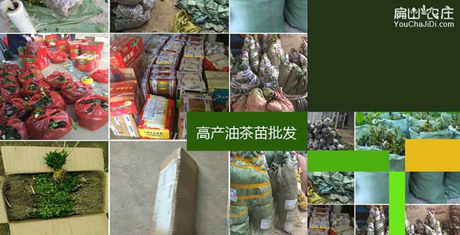 泥汊油茶苗(miáo)的整形(xíng)修剪 泥汊油茶苗(miáo)的整形修剪