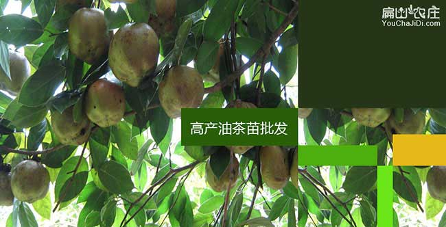 大金油茶的(de)生物學特性 大金油茶的生(shēng)物學特性