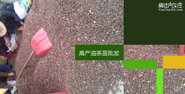 湯(tāng)溝茶樹苗栽植行(háng)珠距 湯溝茶樹苗栽植(zhí)行珠(zhū)距(jù)