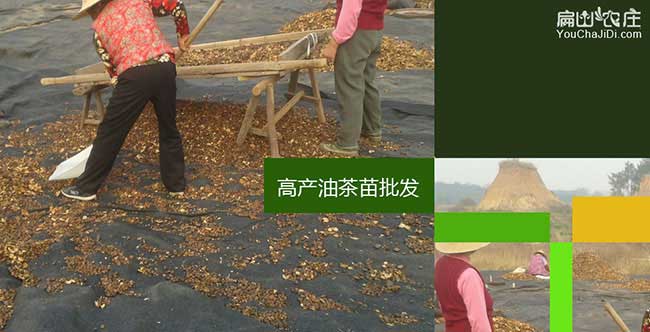 陳場茶樹林幼林撫育管 陳場茶樹林幼(yòu)林撫育管