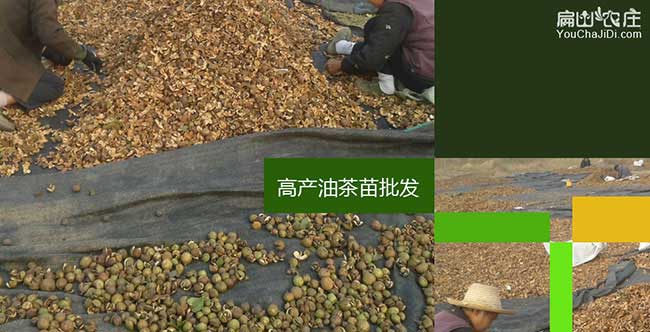 仙人渡源油茶苗(miáo)的土壤 仙人渡源油茶苗的土壤