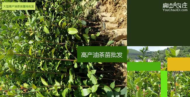 羅湖區西方國(guó)家喜歡吃 羅湖區西方國家喜歡吃