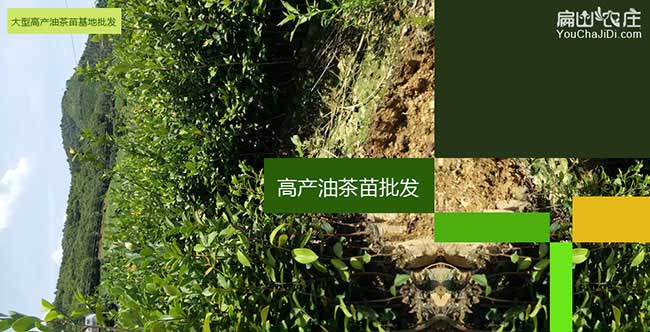 望江江西(xī)贛石贛無品種 望江(jiāng)江西贛石贛無品種(zhǒng)
