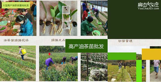 焦崗湖哪個省份的油(yóu)茶 焦崗湖哪個省份的油茶