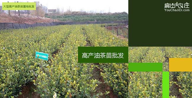延長縣國新品種油 延長(zhǎng)縣國新品種油