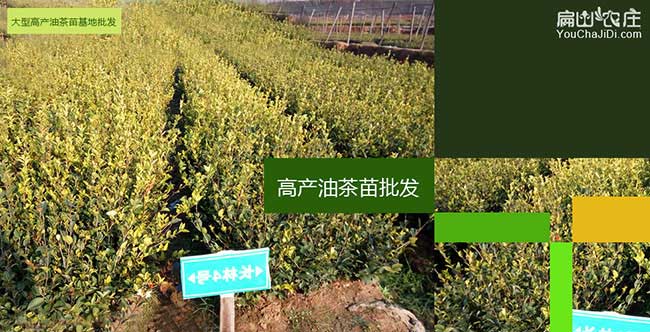 泥汊扁山發展油茶生產 泥汊扁山發展油茶生產