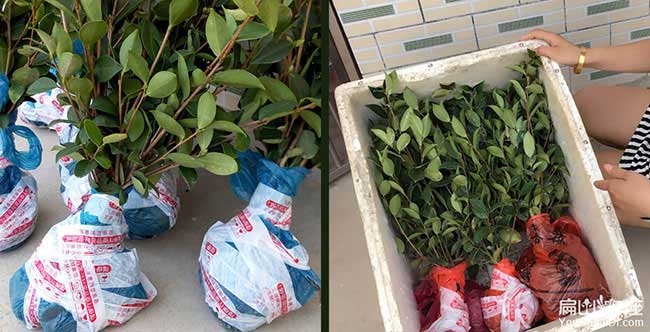 柳城鎮油茶苗的經營方 柳城鎮油茶苗的經營方