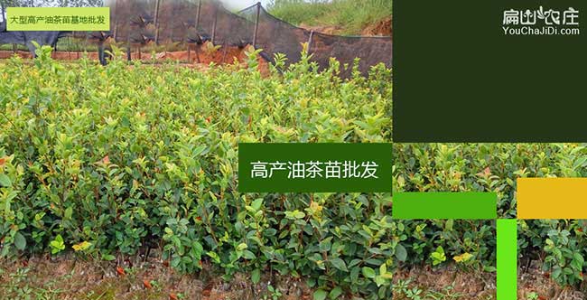 雷(léi)嶺鎮油茶種植技(jì)術(shù)培 雷嶺鎮油茶種植技術培(péi)
