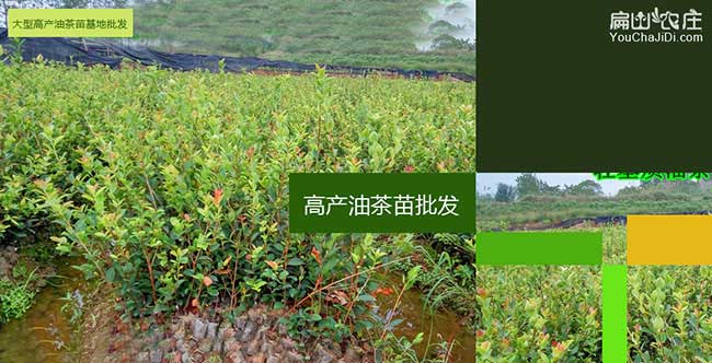 沙田鎮油(yóu)茶銷(xiāo)售銷量的 沙田鎮油茶銷售銷量的