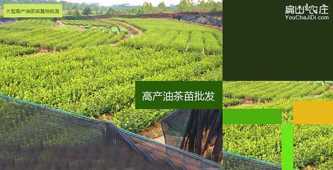 丁裏鎮扁山中國多(duō)出 丁裏鎮扁山中國多出
