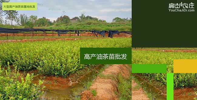 泰興市(shì)源茶樹苗提高授 泰(tài)興市源茶樹苗提高授