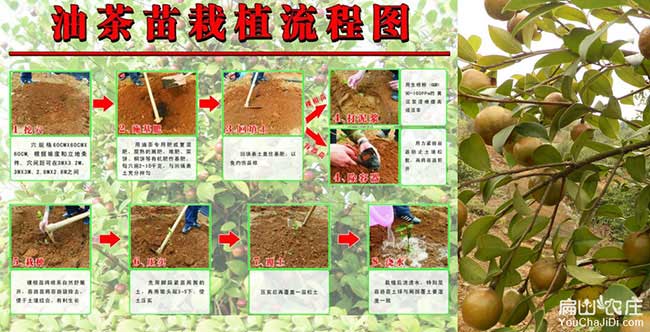 如果在鄖陽種植油茶正 如(rú)果在鄖陽種植油茶正
