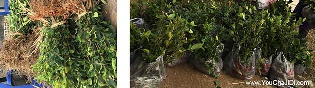 八公山油(yóu)茶苗、茶樹種 八公山油茶(chá)苗、茶樹種