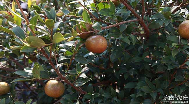 九湖鄉油茶成林豐(fēng)產技 九湖鄉油茶成林豐產技