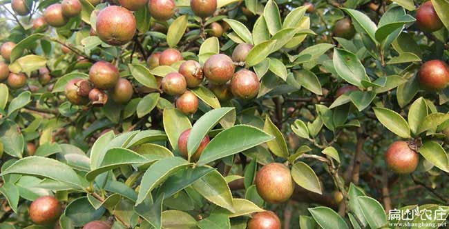 樟(zhāng)溪鎮茶樹苗種植生長 樟溪(xī)鎮茶樹苗種植生長