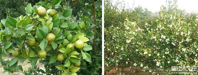連州市紅花茶油和白花 連州市紅花茶油和白(bái)花