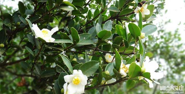 龍岩白花油茶苗
