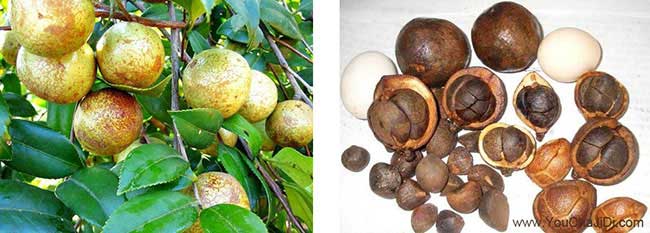 涇縣源茶(chá)樹苗日常管理 涇縣(xiàn)源茶樹苗日常管理
