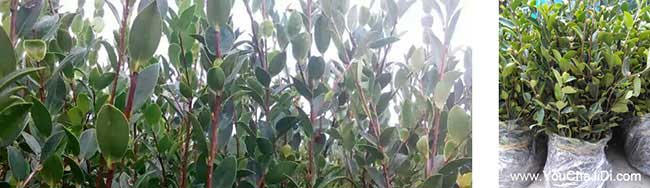 木魚鎮清泉油茶(chá)種植的 木魚鎮清泉(quán)油(yóu)茶種植的