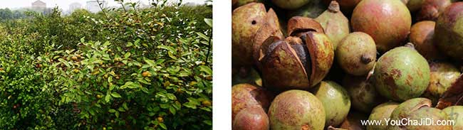 江夏區油茶苗掛果周期 江夏區油茶苗(miáo)掛果周期