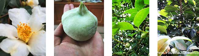薛集茶(chá)樹苗種植(zhí)山的陰 薛集茶樹苗種植山的陰