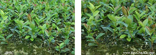 寧波油茶（chá）基地