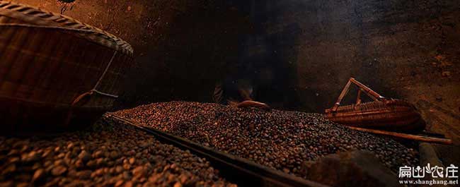 河失鎮種植油茶哪個品 河失鎮種植油茶哪個品