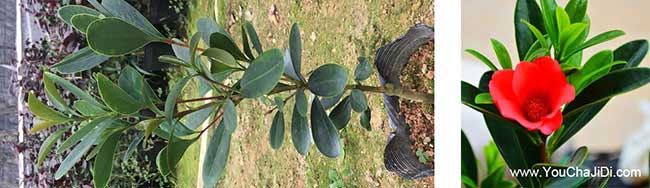 廣(guǎng)華潛江北方扁山茶油 廣華潛江北方扁山茶油