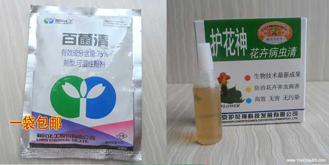 鄂州(zhōu)優質嫁(jià)接良種高(gāo)產 鄂州(zhōu)優質嫁接良(liáng)種高(gāo)產