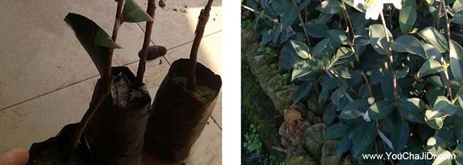 九(jiǔ)集(jí)茶油出口到哪些國 九集茶油出口到哪些國