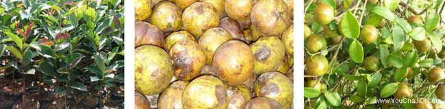 溧城(chéng)鎮茶油價錢分類介 溧城鎮茶(chá)油價錢分類介(jiè)