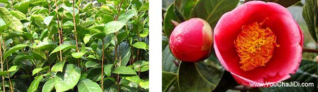 潛江油茶種植在泰國受 潛江油茶種植在泰國受