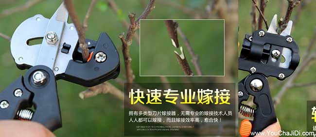 黃山譚家橋鎮茶樹林幼