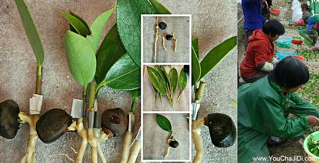陽山縣油茶種植的氣(qì)候 陽山縣油茶種植的氣候