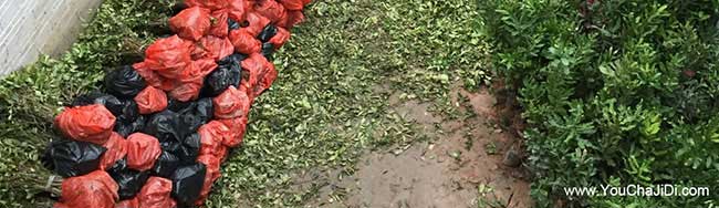 鍾祥茶(chá)樹管理技術與東 鍾祥茶樹管理技術與東