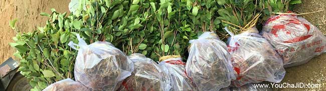 甲鎮油茶基地種植的品 甲(jiǎ)鎮油茶基地種植的品(pǐn)