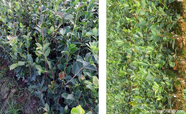 陵炎油茶基(jī)地 陵炎油茶(chá)基地