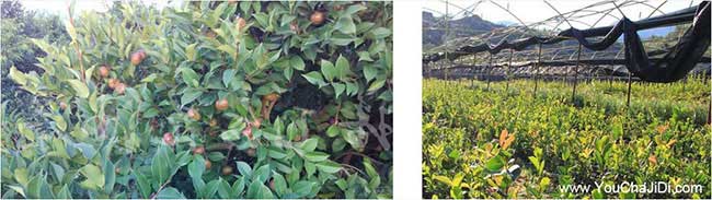 柏(bǎi)楊壩油茶種植重在恩 柏楊壩油茶(chá)種植重在(zài)恩(ēn)