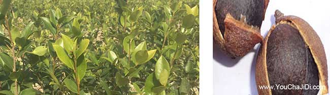 相山福建閩優油茶苗真(zhēn) 相山福建閩優油茶苗真(zhēn)