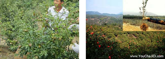 四望田街道油茶種植重 四望田(tián)街道油茶種(zhǒng)植重