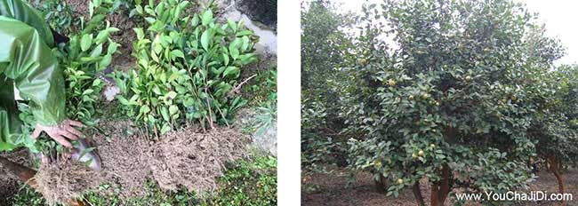 燈塔鎮油(yóu)茶種植技術培 燈塔鎮油茶(chá)種(zhǒng)植技術培