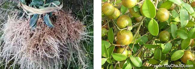 仙人渡株洲多油(yóu)茶種 仙人渡株洲多油茶種