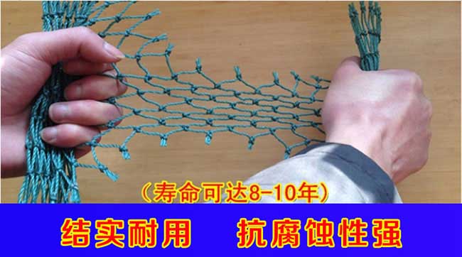 □ 銀塗(tú)鎮茶樹苗高度 □ 銀塗鎮茶樹苗高度