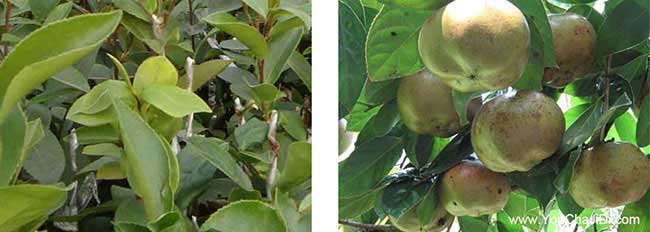 資油茶苗掛(guà)果周期短成 資油茶苗掛果周期短成